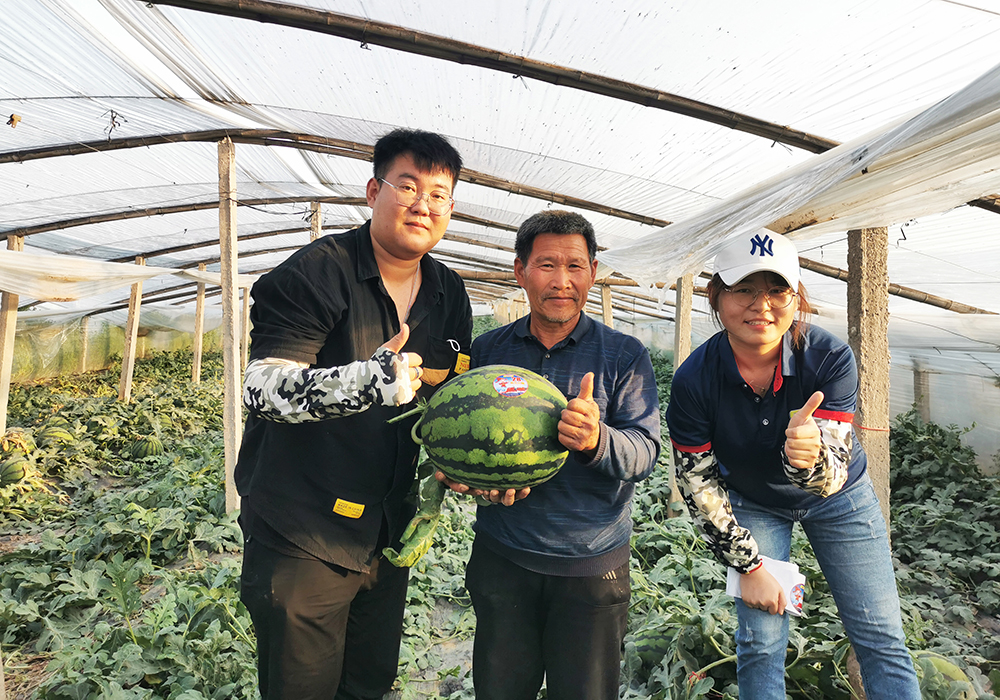 这只西瓜重39.2斤 甜度13.5度——2022年“海状元”杯青州瓜王大赛角出冠军！-公司要闻-巅峰国际官网
